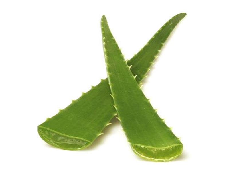 Aloe-Vera-Leaf